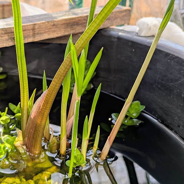 mi-saさんの部屋