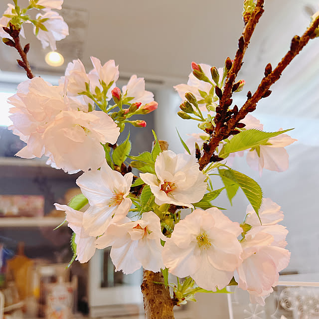 chanduさんの部屋