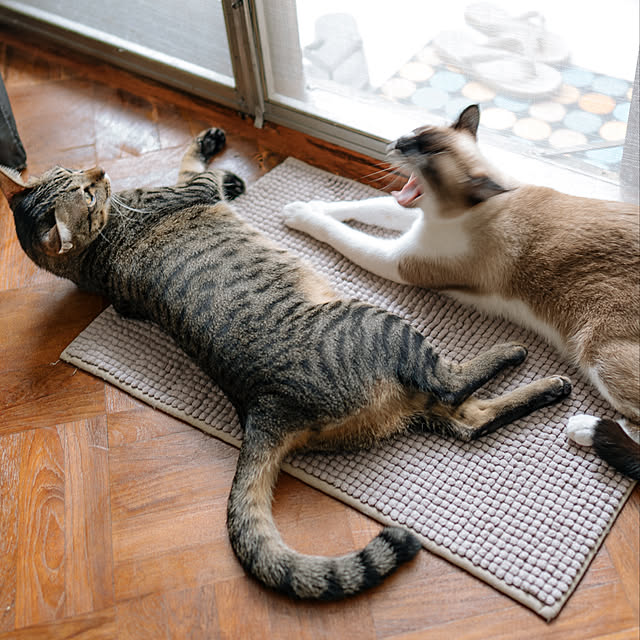 tabby/ねこ/siamese/部屋全体のインテリア実例 - 2021-06-22 09:53:57