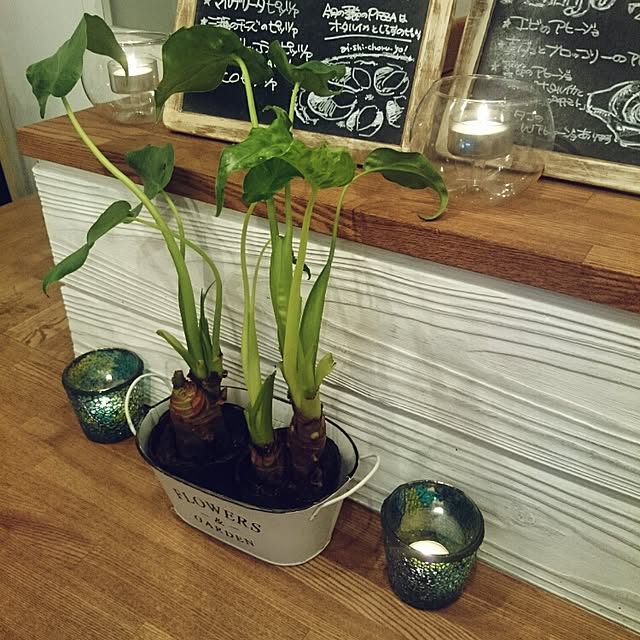 キッチン/観葉植物のインテリア実例 - 2016-05-17 02:53:29