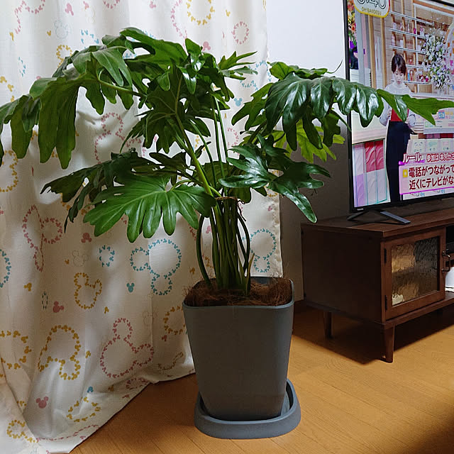 mugi77327732さんの実例写真