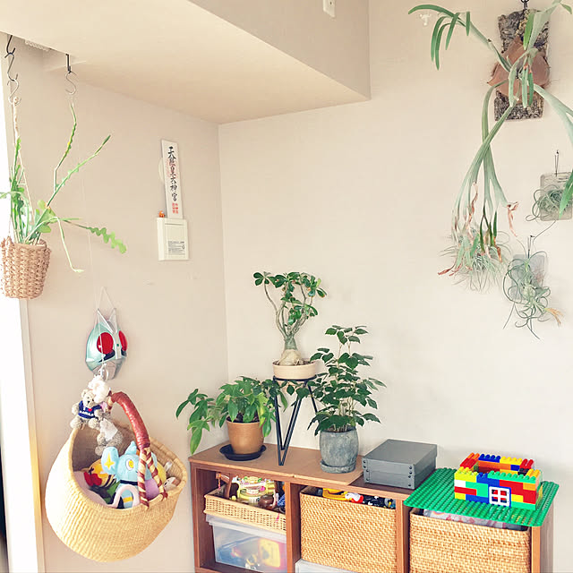 棚/観葉植物/植物/無印良品/スタッキングシェルフ...などのインテリア実例 - 2017-08-04 13:54:55