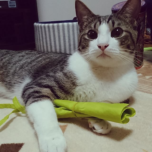 shiiiさんの実例写真