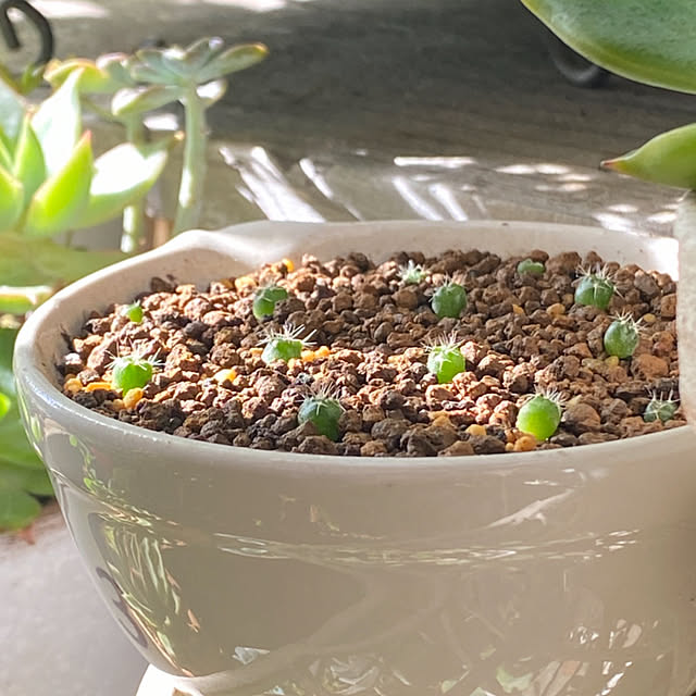 mintteaさんの部屋