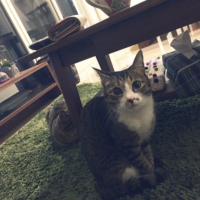 ayapiiiiceさんの実例写真