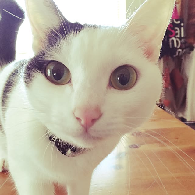 chiさんの実例写真