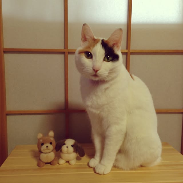 yocchiさんの実例写真