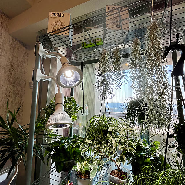 kumaのBRIM-【グリーンアドバイザー推薦】BRIM(ブリム) COSMO UV 20W 植物育成ライト LED フルスペクトル 高PPFD 高力率 高演色性 植物用 省エネ設計 長寿命 E26口金 反射板＆集光レンズ付き (COSMO UV (BK 白色系 5800K)の家具・インテリア写真