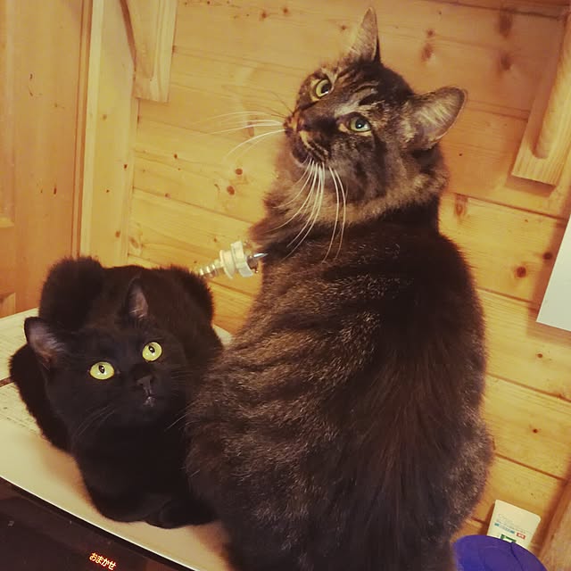 Maki-nekomamireさんの実例写真