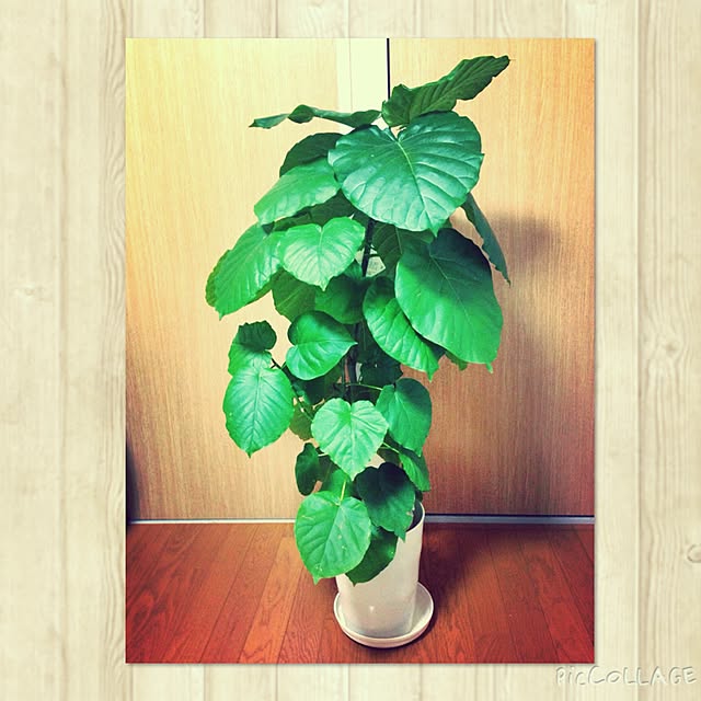 リビング/観葉植物/憧れカフェ風インテリア/カフェ風のインテリア実例 - 2014-11-29 21:52:02