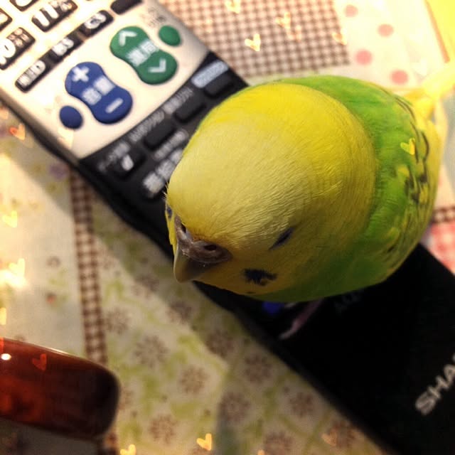 Sachuさんの実例写真