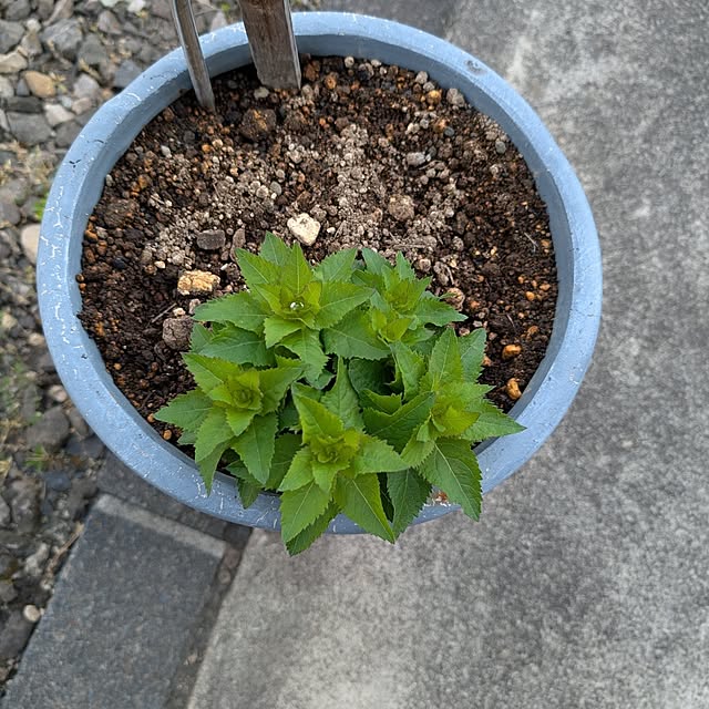 KOHAKUさんの部屋