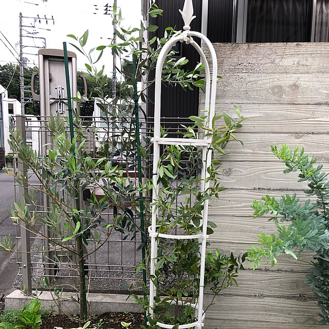 Shihoさんの実例写真