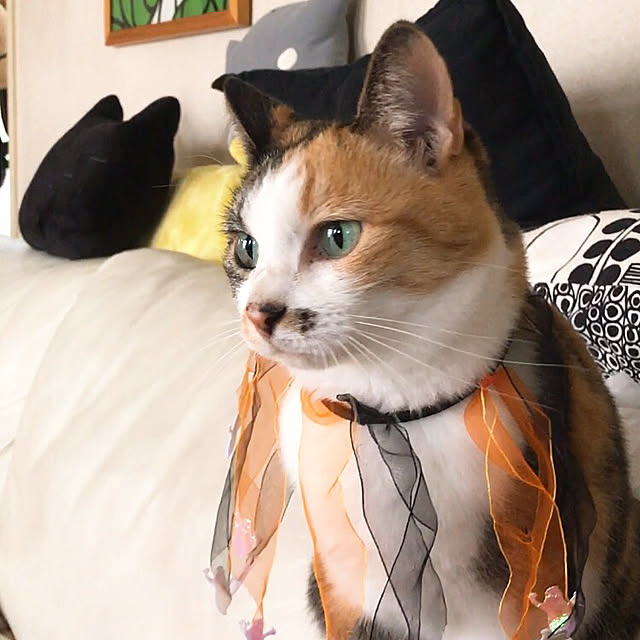 nyanko-beamさんの実例写真