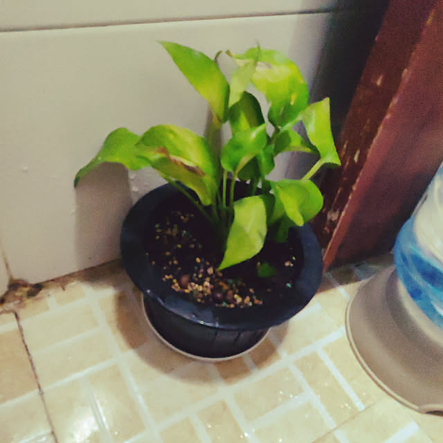 dorcarさんの実例写真