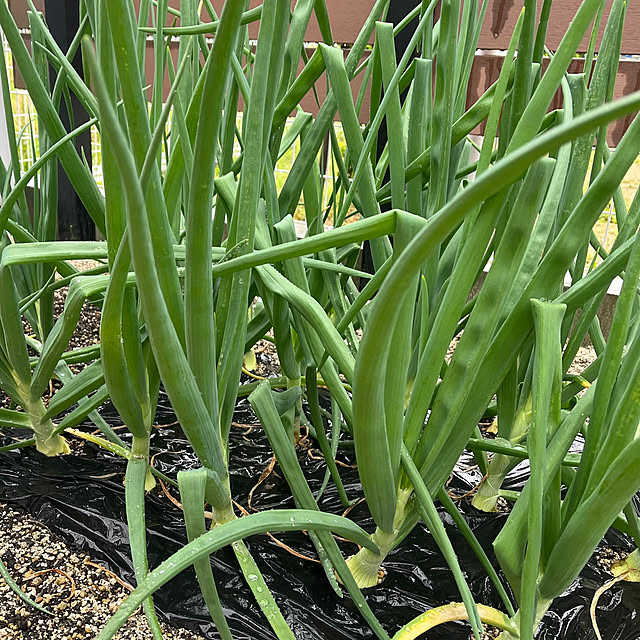 mayuiroさんの実例写真