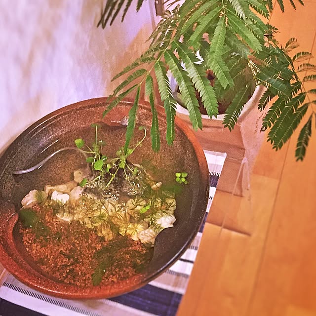 dicekbeetleさんの実例写真