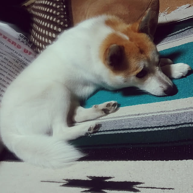 catLoverさんの実例写真