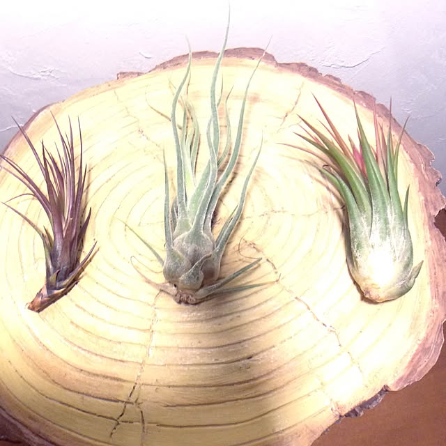Plantexhibitionhallさんの実例写真