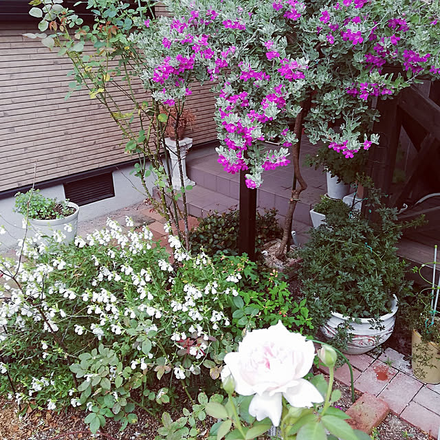 koikoiさんの実例写真