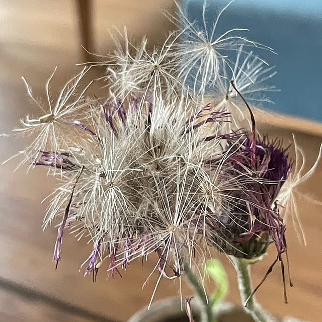 buchiさんの部屋