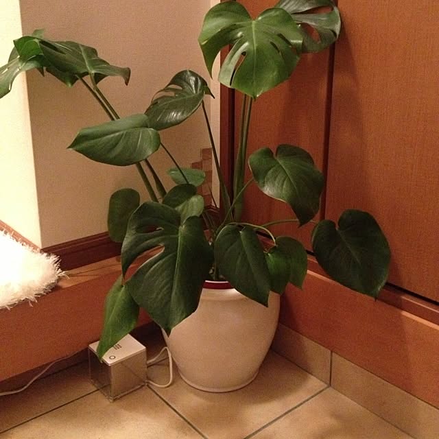 meinosukeさんの実例写真
