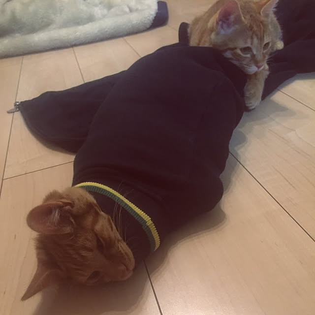 junさんの実例写真