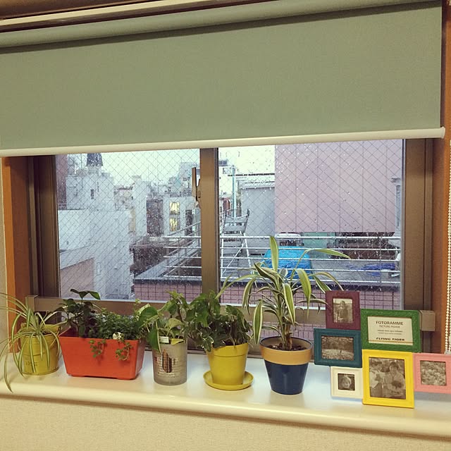 部屋全体/観葉植物/ナチュラルのインテリア実例 - 2016-04-13 17:56:20