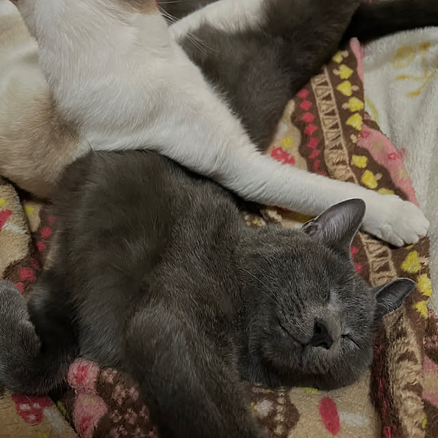 nekoさんの部屋