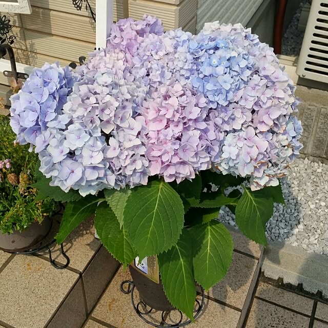 yumekiyaさんの実例写真