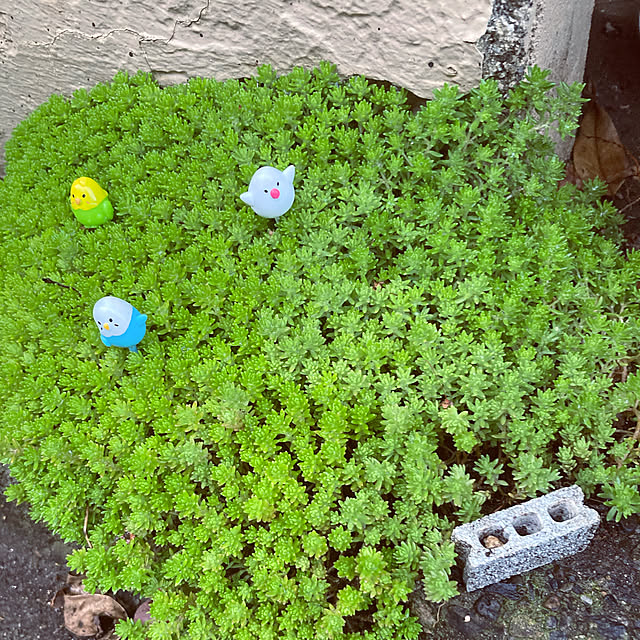 shoさんの実例写真