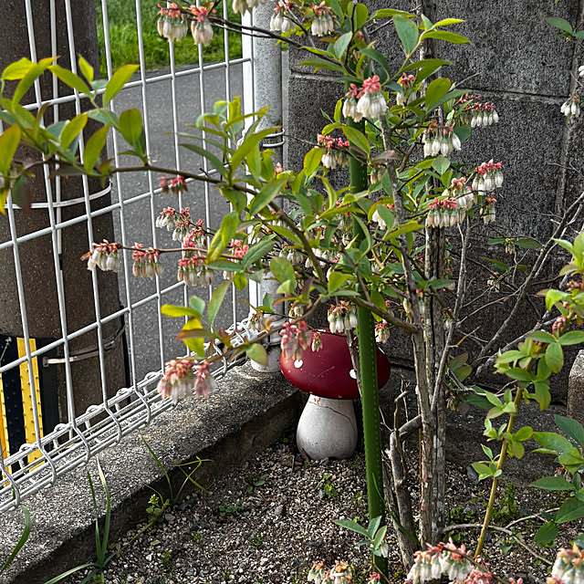 chIoeさんの部屋