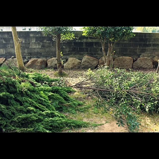 ebimusumeさんの実例写真
