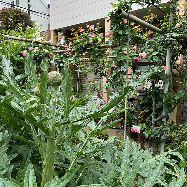 botanさんの実例写真