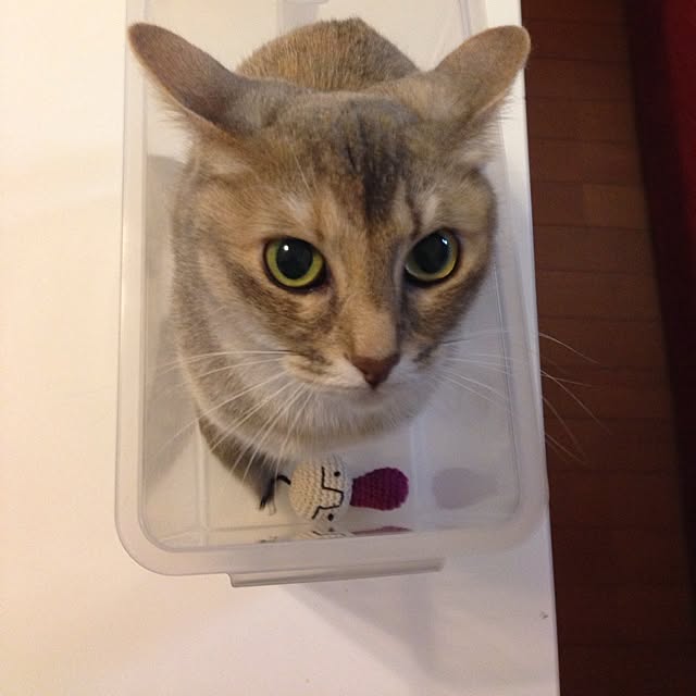 ponさんの実例写真