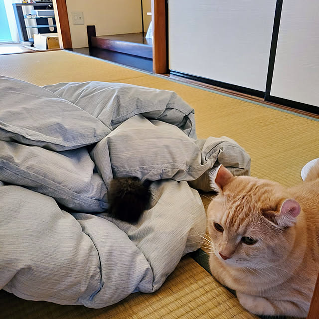 makoさんの実例写真