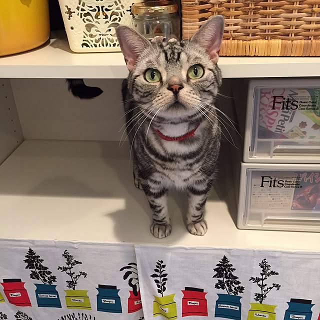 Ryokoさんの実例写真
