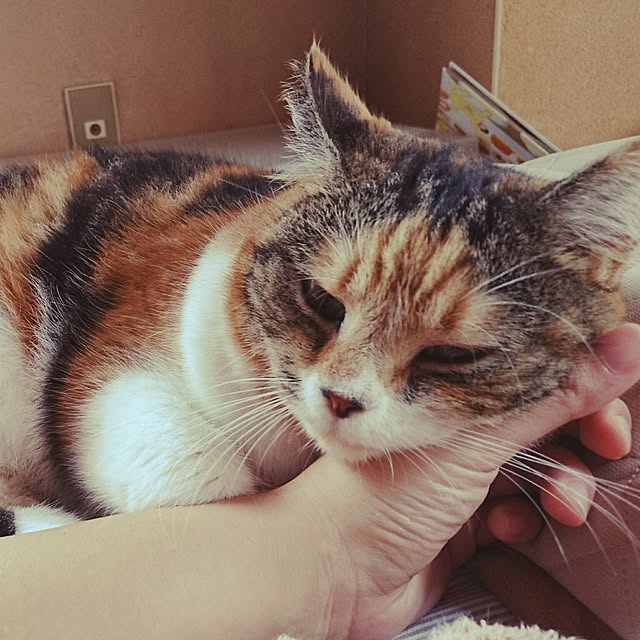 yukieさんの実例写真