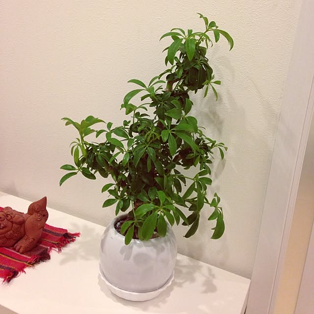 ays.mizuさんの実例写真