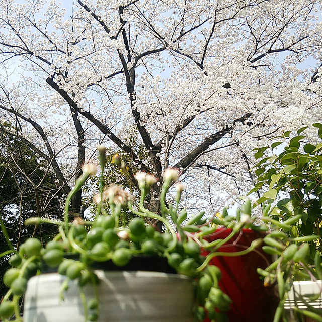 denkoさんの実例写真
