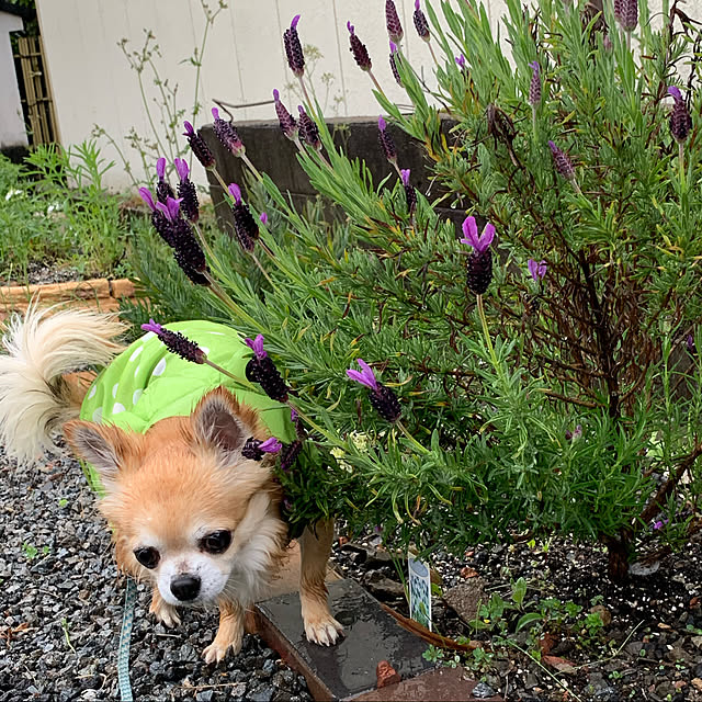 memeさんの実例写真