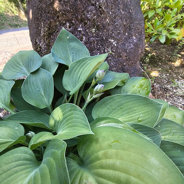 Rubiconさんの部屋