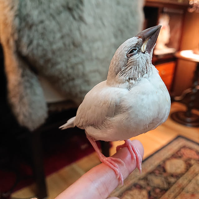copippiさんの実例写真