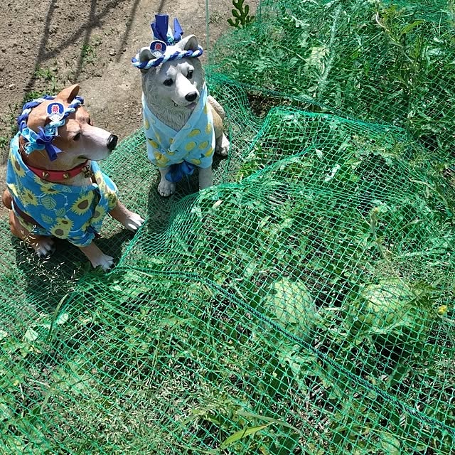 NOAHさんの部屋