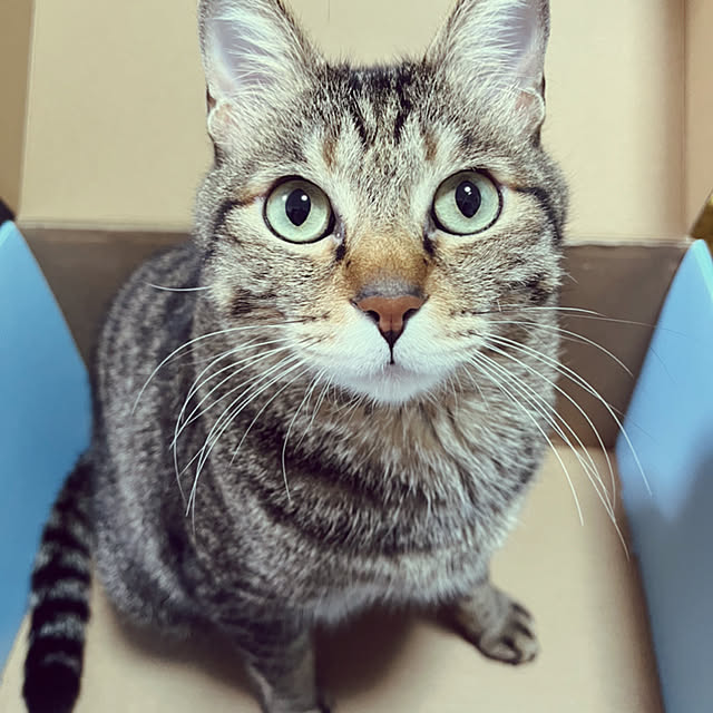 kittenblueさんの実例写真