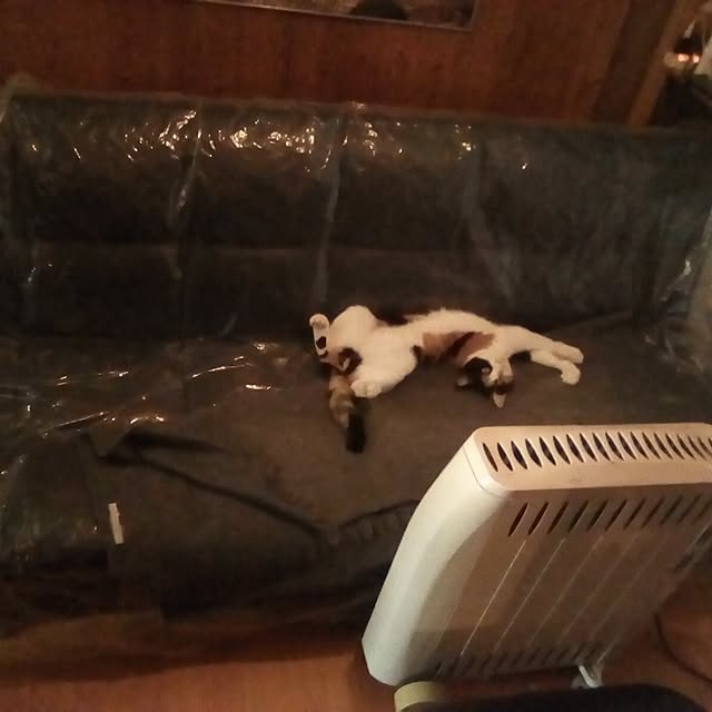 catloveさんの実例写真