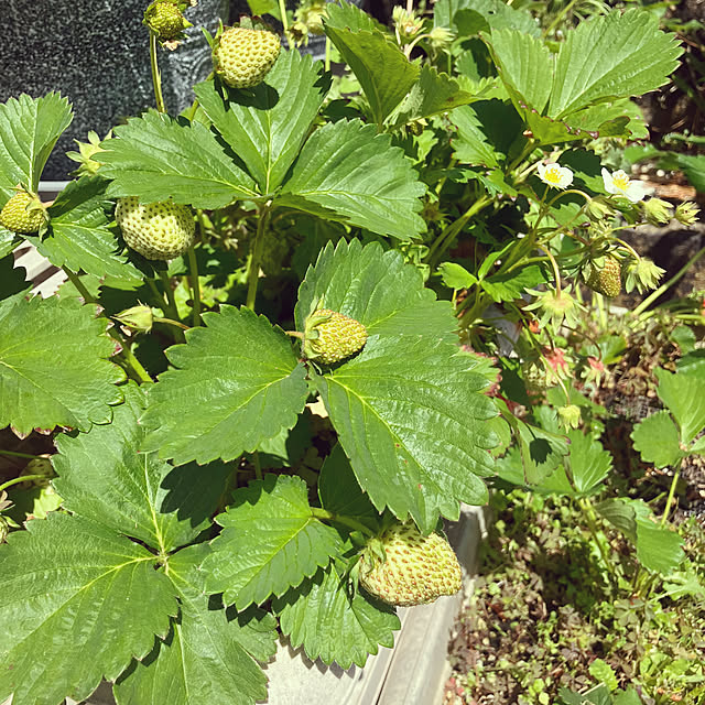 flowerさんの部屋