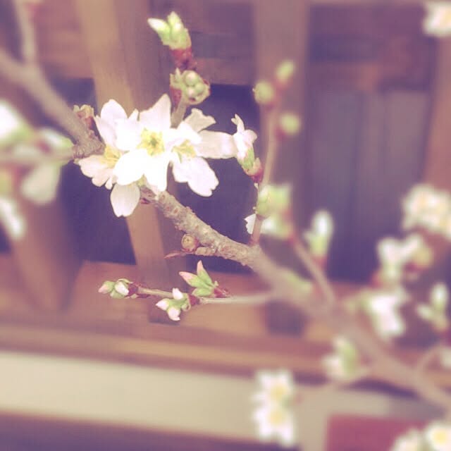 Yukaさんの実例写真