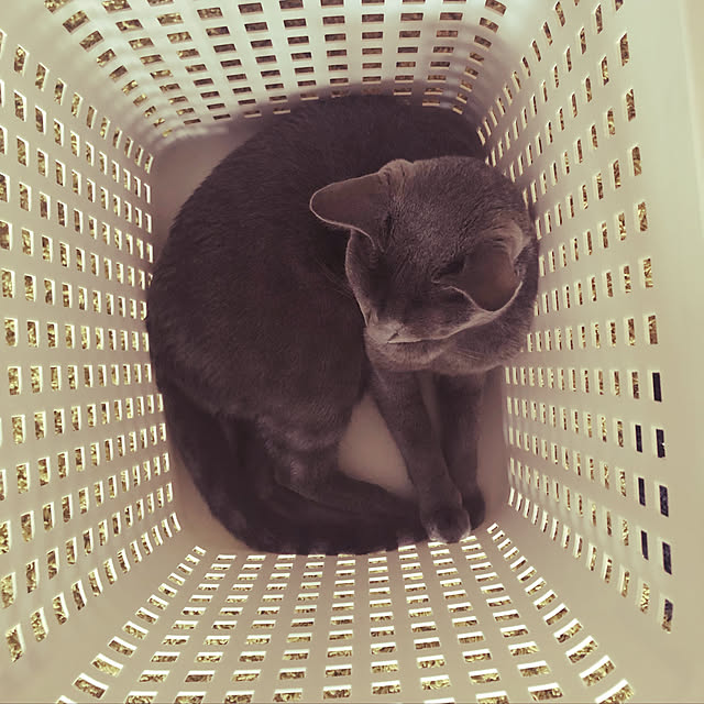 niko-25さんの実例写真