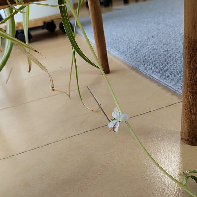 akipopoさんの実例写真